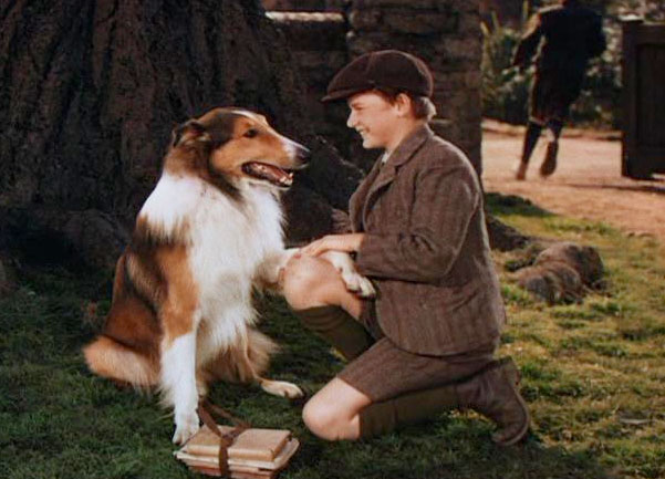 Pal (as Lassie) with Roddy McDowall in Lassie Come Home