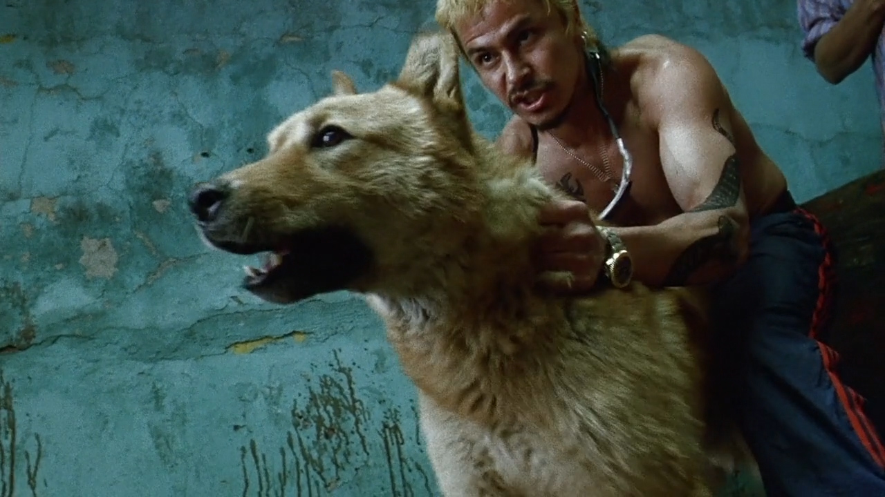 Dogfighting in <em>Amores Perros</em>