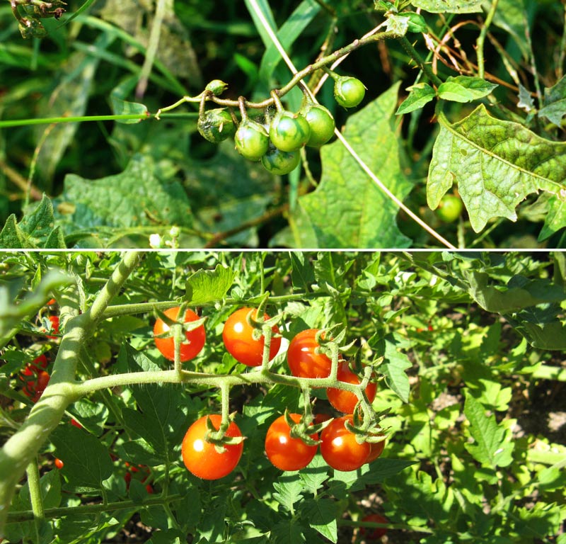 Know your plants: poisonous horse nettles above and wild tomatoes below. Know your plants: poisonous horse nettles above and wild tomatoes below.