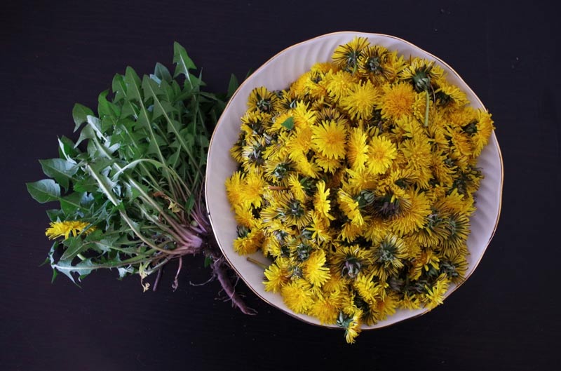 The versatile Dandelion, roots and all. The versatile Dandelion, roots and all.