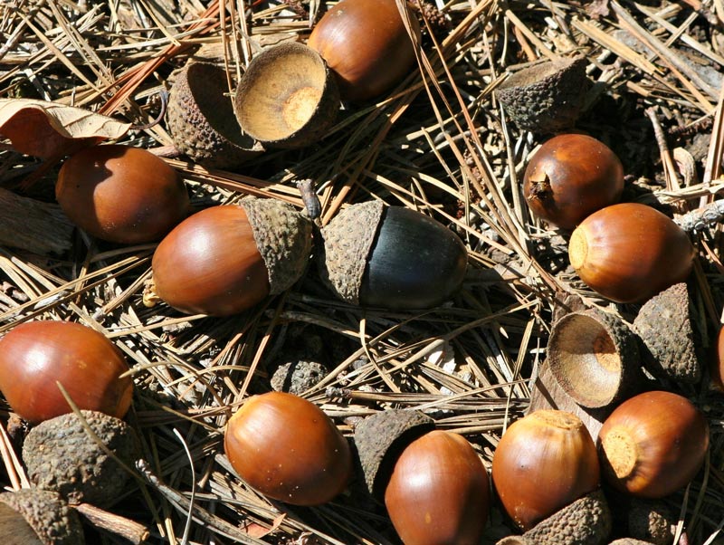 Acorns abound Acorns abound