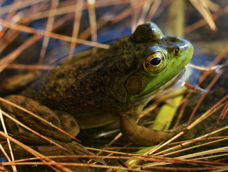 The American Bull Frog The American Bull Frog